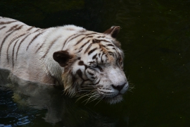 <h5>Dierentuin Singapore Witte tijger</h5>